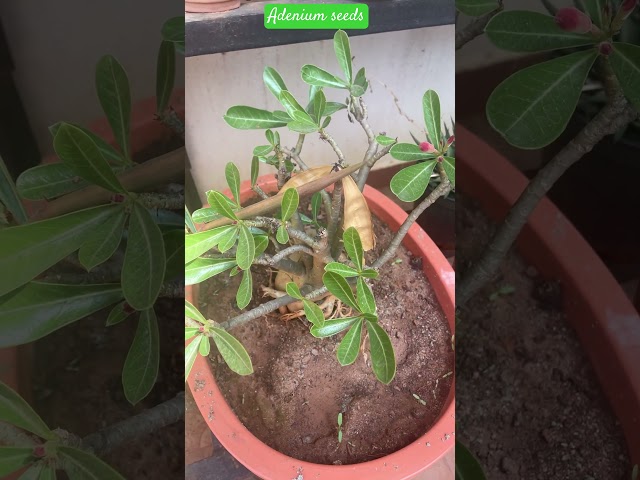 Adenium Seeds #plants #shorts #gardening