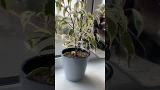 реал😂 #Mc_Soona #shorts #teacher #school #dream