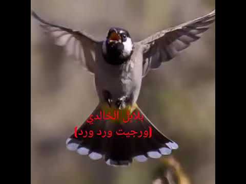 ورجيت ورد ورد