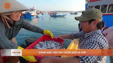 QUẢNG NGÃI: NGƯ DÂN TRÚNG ĐẬM CÁ CƠM  | VTV5