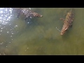 Храбрые вьетнамские девушки гоняют крокодилов