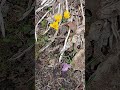 Crocus bulbs blooming and flowering in a Iowa garden in Spring.