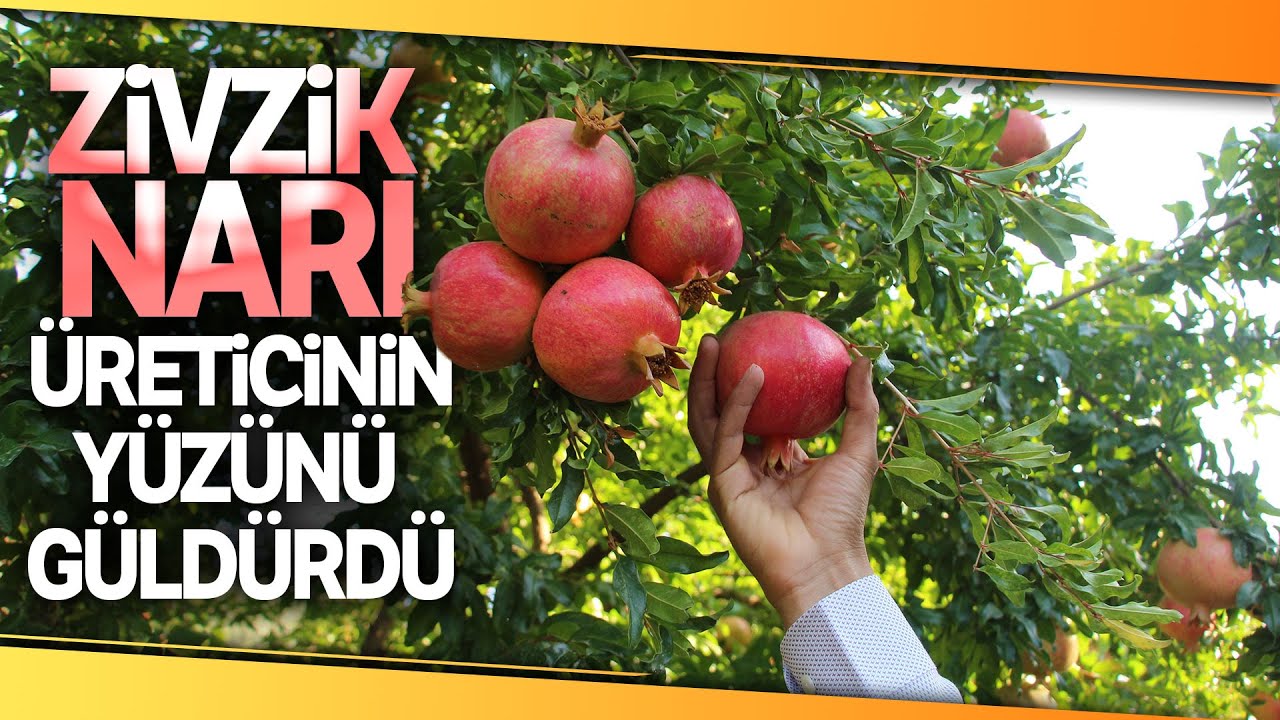 Siirt’tin Zivzik Narından Ülke Ekonomisine Yıllık 40 Milyon Liralık Katkı