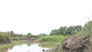 Tràm chim Lung Ngọc Hoàng