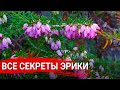 Все секреты эрики