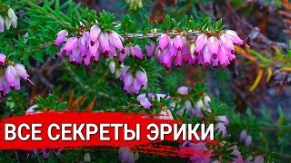 Все секреты эрики