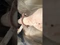 creta petrol mein oil oil filter kaise badle creta petrol mein oil filter chamber pass mein aata Hai