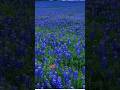 Texas blooming Bluebonnet Flowers #nature #Bluebonnet #reels #ytshorts #yt #vtuber #satisfying