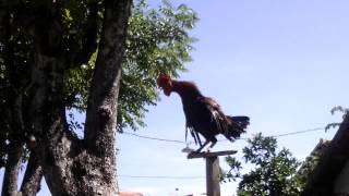 Top Hits - Ayam Ketawa Si Pitung Cilik Sang