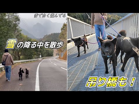 【甲斐犬】珍しく雪が降る中を散歩！※積もる程じゃありませんw