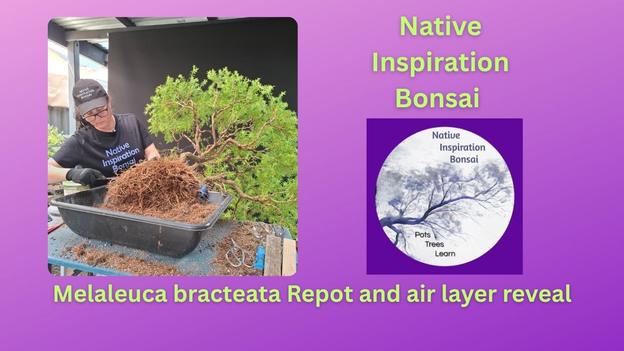 Melaleuca bracteata Repot and air layer reveal