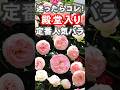 迷ったらコレ！世界バラ会議で殿堂入りしている定番人気バラ #shorts #バラ #ガーデニング