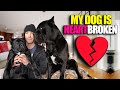 My Dog Is Heartbroken - OFF LEASH Puppy Training