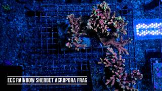 Stock Spotlight: ECC Rainbow Sherbet Acropora Frag