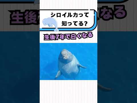 シロイルカって知ってる？#都音ゆずたみ #雑学 #豆知識