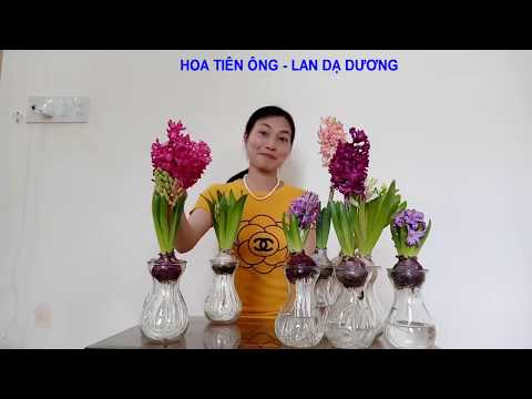 HOA LAN DẠ HƯƠNG - HOA TIÊN ÔNG - LOÀI HOA MỚI LẠ 0354305839
