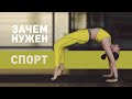 Зачем нужен спорт? Как и где начать заниматься спортом? На что влияет спорт?