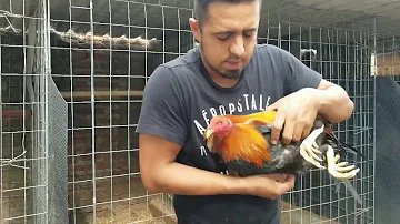 ¿Cómo se consigue que un gallo te respete?