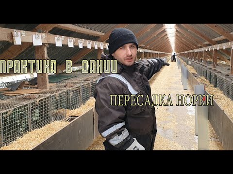 ◼Практика в Дании◼ Норковая ферма в Дании◼Пересадка норки◼