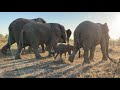 The Privilege of watching Albino Elephant Calf Khanyisa's mornings with the Jabulani Herd.