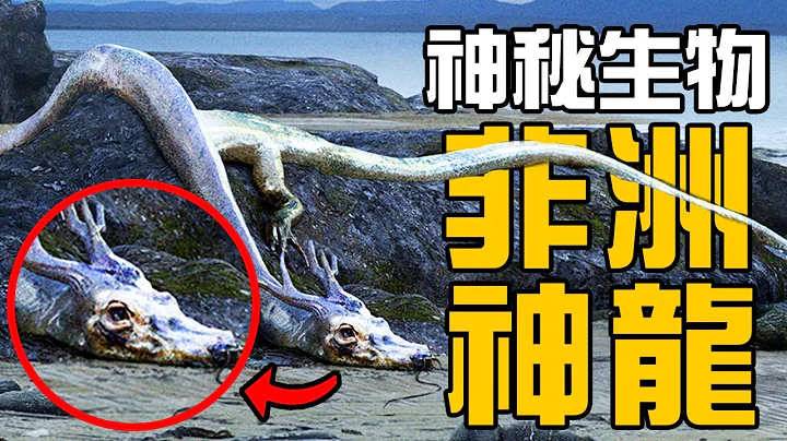 【UMA丨寧基南加】神似中國龍，深藏在非洲甘比亞叢林深處的邪惡神龍！為了躲避這種怪獸旅人隨身攜帶鏡子丨神秘動物學UMA羊駝解說丨黑毛羊駝 - 天天要聞