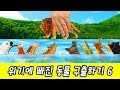 한국어ㅣ위기에 빠진 동물 구출하기 6! 어린이 동물 만화,  동물 이름 외우기ㅣ꼬꼬스토이