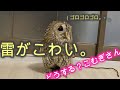 【フクロウの日常】雷が怖くて、飼い主に当たるフクロウ。