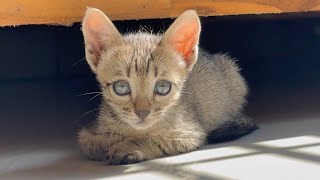 The 3-3-3 Rule for Cats | What to Expect When Bringing a New Cat Home