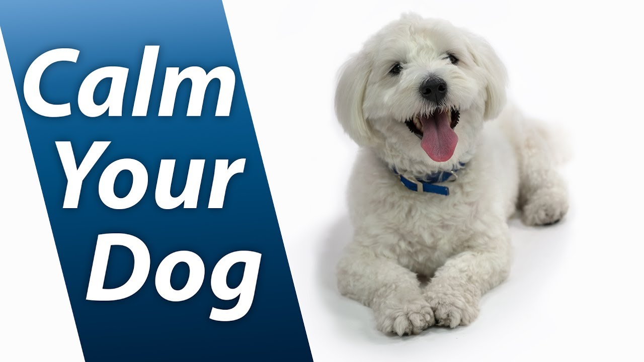 sounds to calm your dog