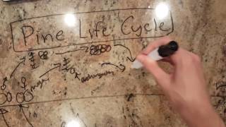 Pine Life Cycle