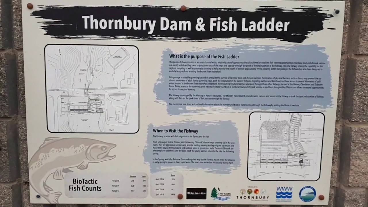 Thornbury Fish Ladder YouTube