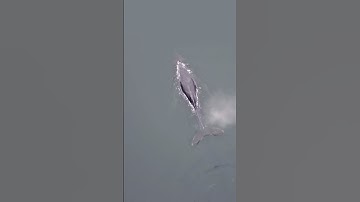 Thumbnail of Humpback Whale Drifting In the Pacific Ocean