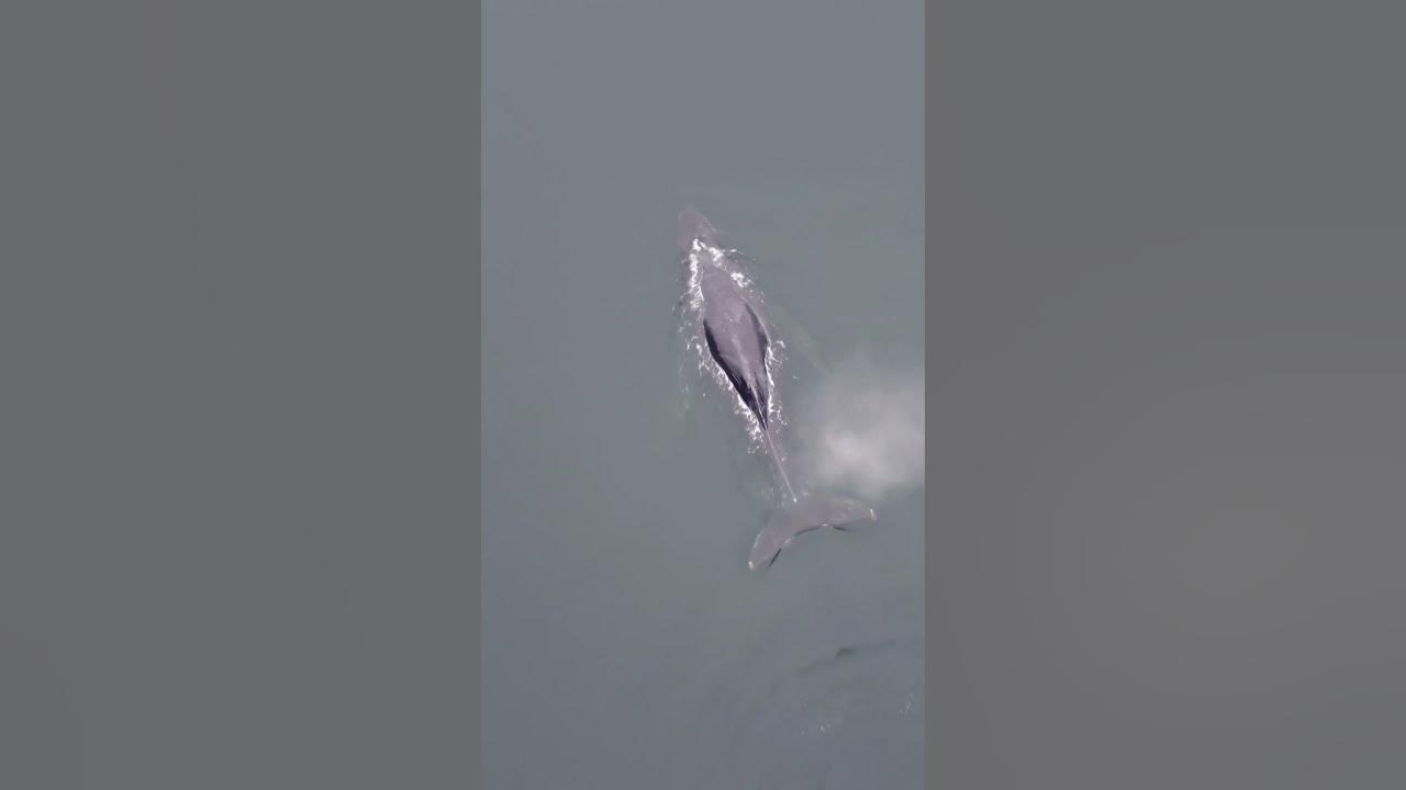 Humpback Whale Drifting In the Pacific Ocean