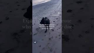 Make The Best Memories For Your Dog #dogtraining #beachdog #germanshepherd #cornwallcoast