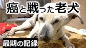 ごめんよシバ 泣ける動画 犬 Youtube ごめんよシバ 泣ける動画 犬 Youtube