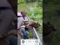 Remista Pegando Porco Do Palmeiras