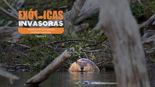 Impactos de las especies exóticas invasoras - Capítulo 3