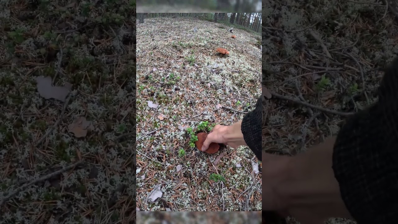 Mushroom paradise in Sweden forest 