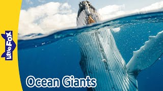 ocean giants humpback whale manta ray hammerhead shark dolphin little fox