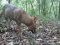 Graxaim do Campo - (Lycalopex gymnocercus)