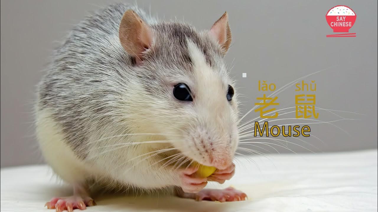 How to say Mouse in Chinese 老鼠 lao shu say chinese real human voice