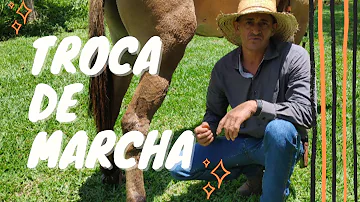 O que é um cavalo dissociado?