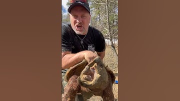 85 Pound Female Alligator Snapping Turtle! 🐢 #alligatorsnappingturtle #snappingturtle #turtle