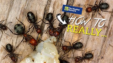 How to really get rid of ANTS naturally (does cinnamon really work?)