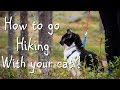 HIKING WITH YOUR CAT ? YOU CAN DO IT !