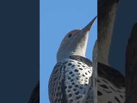 Lifer Gilded Flicker