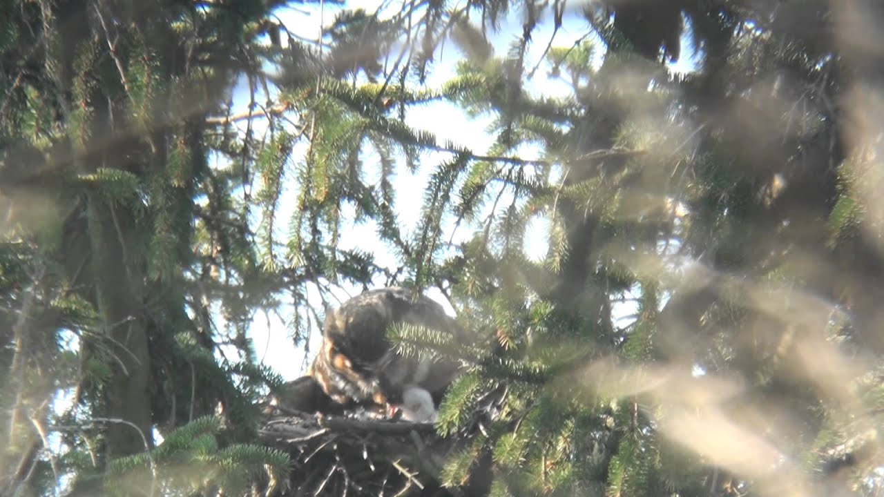owlets definition Great Horned owl in nest with owlets.
