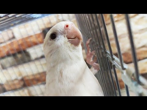 الرشح والزكام عند طيور الزينة الأعراض والعلاج