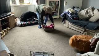 Easter egg hunt by Sarah Wood 122 views 2 years ago 1 minute, 10 seconds