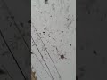 Flowers dropping by rc drone